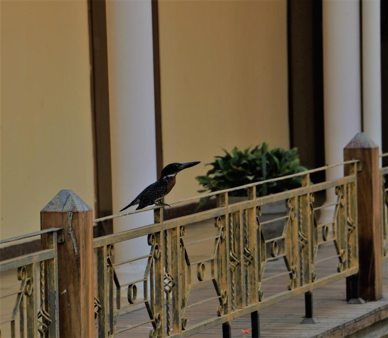 Oriental Swan Hotel ليفينغستون المظهر الخارجي الصورة